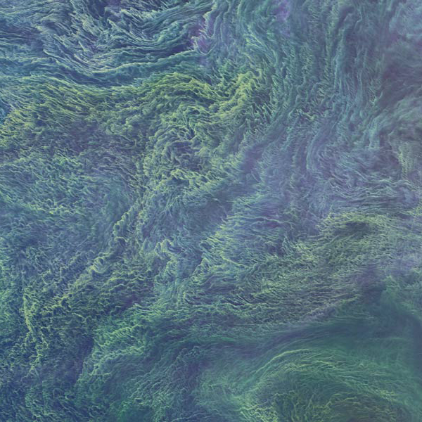 Organismer i varmare vatten – alger